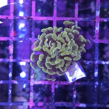 Euphyllia paraancora 29