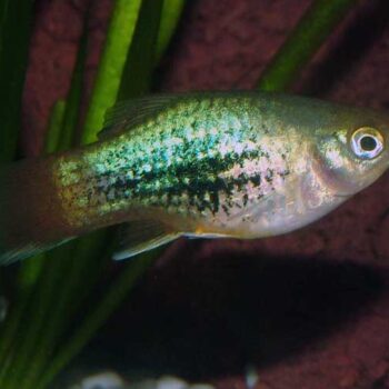 Xiphophorus maculatus- Green Platy