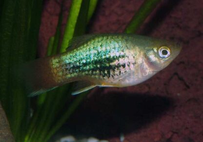 Xiphophorus maculatus- Green Platy