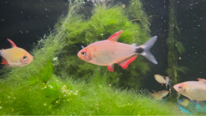 Hyphessobrycon Peugeoti - Tetra Levis 2-3cm