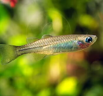 Pseudomugil tenellus-Delicate Blue-eye 2cm