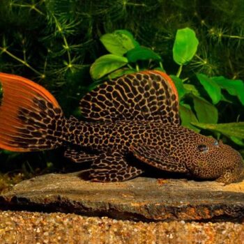 Pseudacanthicus L 114  - Leopard Cactus Pleco 5-6cm