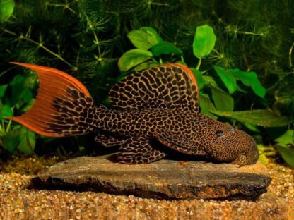 Pseudacanthicus L 114  - Leopard Cactus Pleco 5-6cm