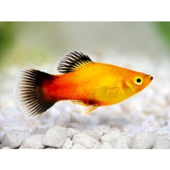 Xiphophorus maculatus- Orange Platy