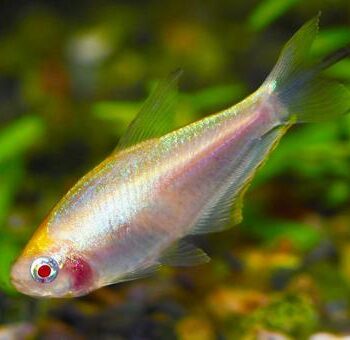 Nematobrycon palmeri-Emperor Tetra Albino