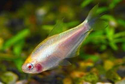 Nematobrycon palmeri-Emperor Tetra Albino