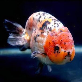 Carassius auratus- Ranchu Big Head Calico Mix 9-11cm