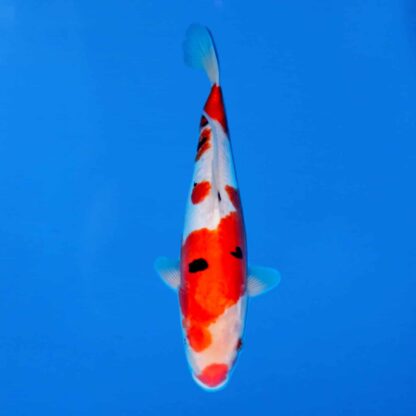 Cyprinus carpio- Kohaku Sanke Bekko Tancho Sanke Doitchu Koi