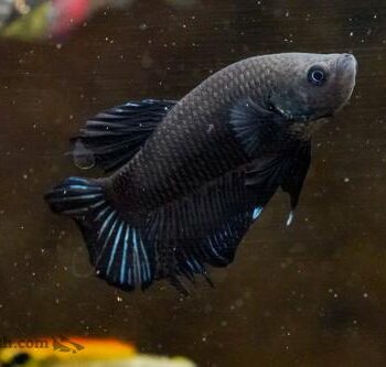 Betta splendens- Betta plakat Super Black 3.5-4 cm