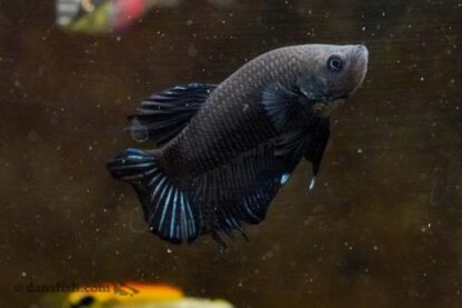 Betta splendens- Betta plakat Super Black 3.5-4 cm