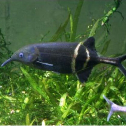 Gnathonemus petersii – Elephant Nose Fish 2-3 cm
