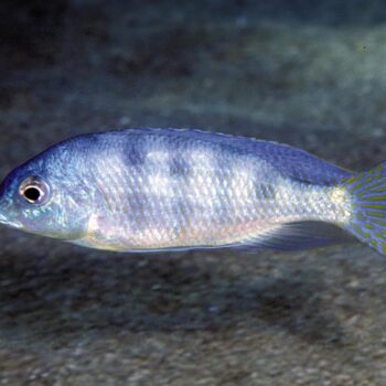 Chromidotilapia guentheri- Guenther’s Mouthbrooder 4cm