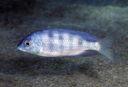 Chromidotilapia guentheri- Guenther’s Mouthbrooder 4cm