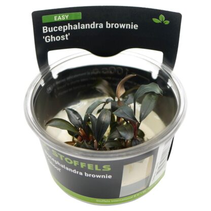S.I Bucephalandra brownie 'Ghost' In-vitro