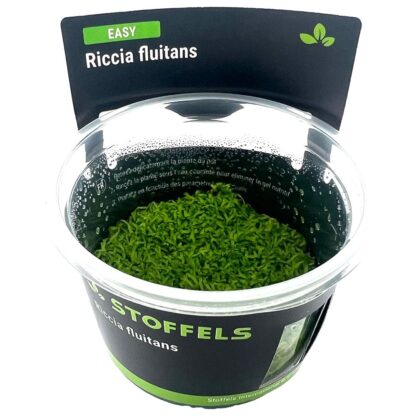 S.I Riccia fluitans in-vitro