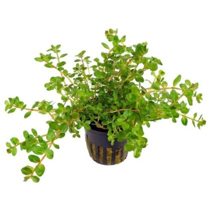 S.I Rotala rotundifolia