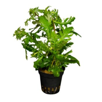 S.I Hygrophila difformis pot 5cm