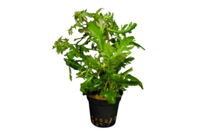 S.I Hygrophila difformis pot 5cm