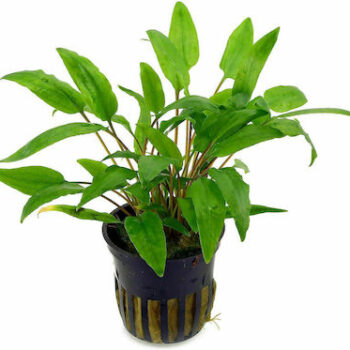 S.I Cryptocoryne wendtii 'Grun' (Topf)