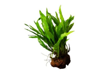 S.I Microsorum pteropus on Lavastone