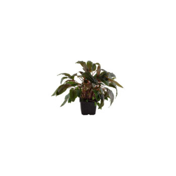 Tropica Cryptocoryne Wendtii "Tropica" XL