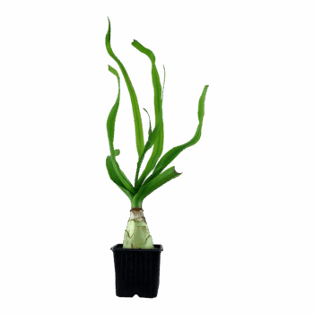 Tropica Crinum Thaianum XL