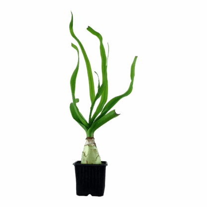 Tropica Crinum Thaianum XL