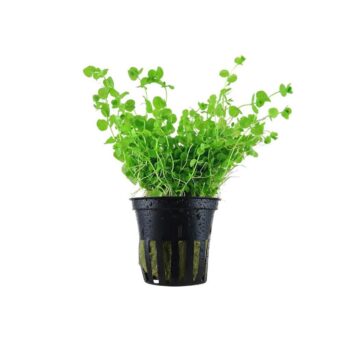 S.I micranthemum Umbrosum - Φυτά για Ενυδρεία