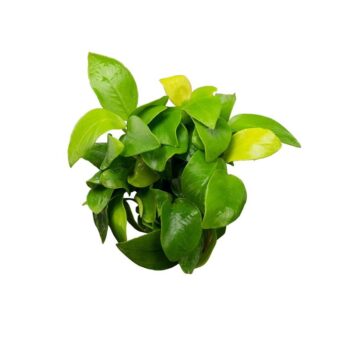 S.I Anubias barteri var nana GoldernIn-vitro - Φυτά για Ενυδρεία