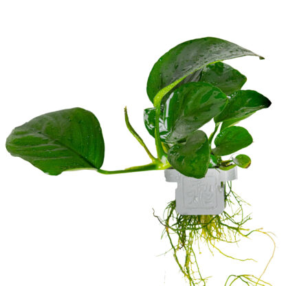 Tropica Anubias Barteri Caladifolia on clip