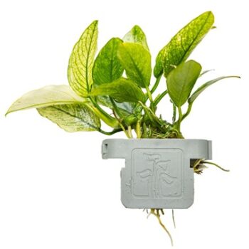 Tropica Anubias barteri var nana Pinto on clip