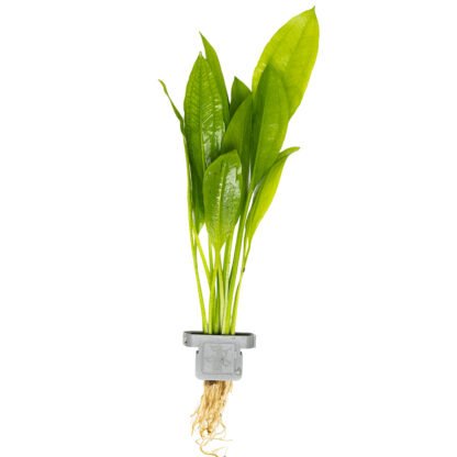 Tropica Echinodorus grisebachii bleherae on clip