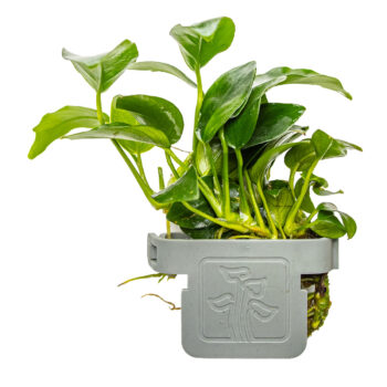 Tropica Anubias barteri Petite on clip