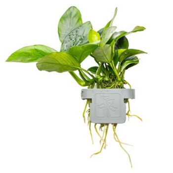 Tropica Anubias barteri nana on clip