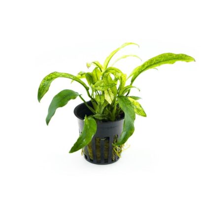 S.I Anubias barteri var glabra Variegata
