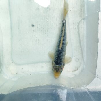 Cyprinus carpio-Asagi Koi 25-26 cm