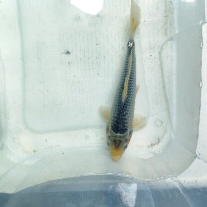 Cyprinus carpio-Asagi Koi 25-26 cm