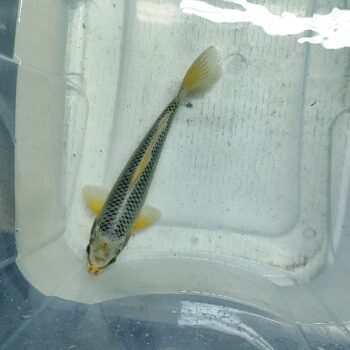 Cyprinus carpio-Gin Matsuba Koi 24-28cm