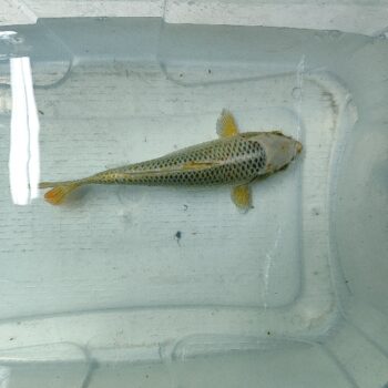 Cyprinus carpio-Ki Matsuba Koi 24-28cm