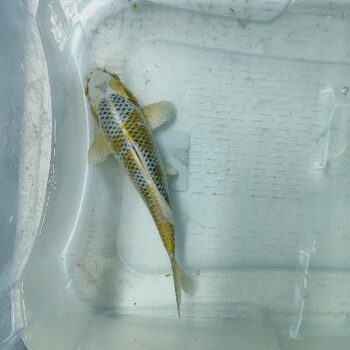 Cyprinus carpio-Kirin Koi 24-28cm