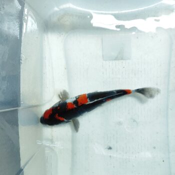 Cyprinus carpio- Koi Showa 25-26cm