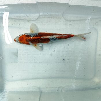 Cyprinus carpio-Kujaku Koi 24-28 cm