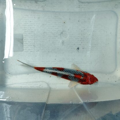 Cyprinus carpio-Kujaku Koi 24-28 cm - Image 2