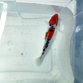 Cyprinus carpio- Sanke Koi 24-26cm