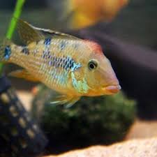 Geophagus steindachneri – Redhump Eartheater 10cm - Ψάρια Γλυκού