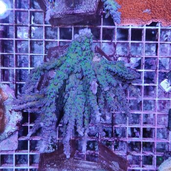 Acropora A577 (47125)