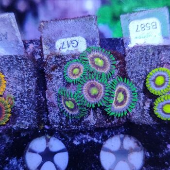 Zoanthus G17