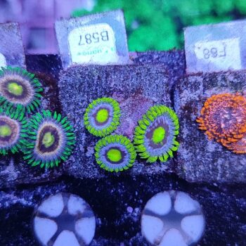 Zoanthus B587