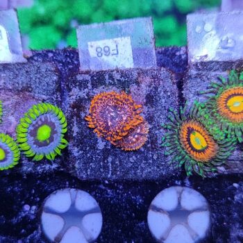 Zoanthus F68