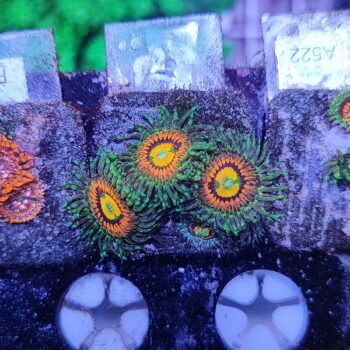 Zoanthus G77